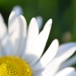 1418987_nature_05